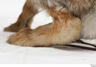 Hare  1 foot 0012.jpg